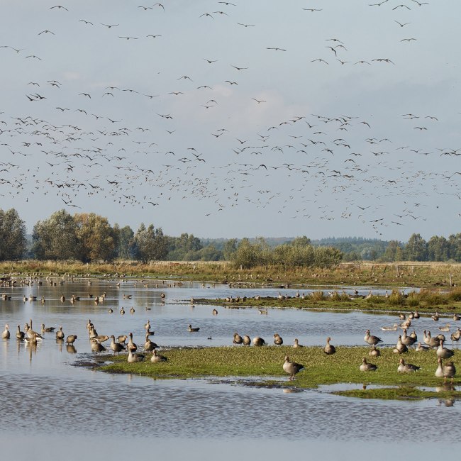 Bird migration, © Naturpark Steinhuder Meer, Region Hannover/ Bernd Wolter