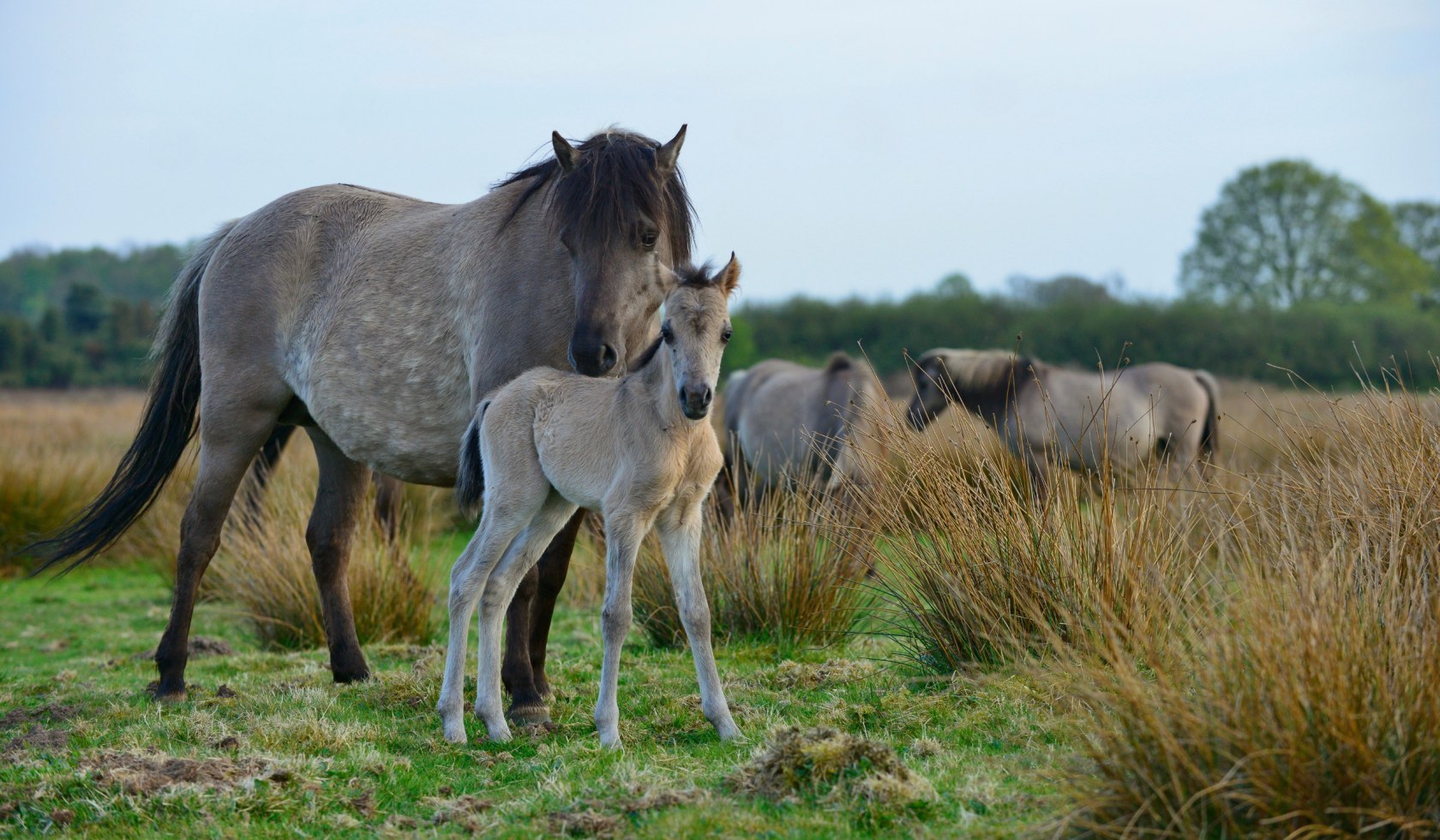 Mare stands with foal in the nature reserve in Emsland, © Dieter Schinner 
