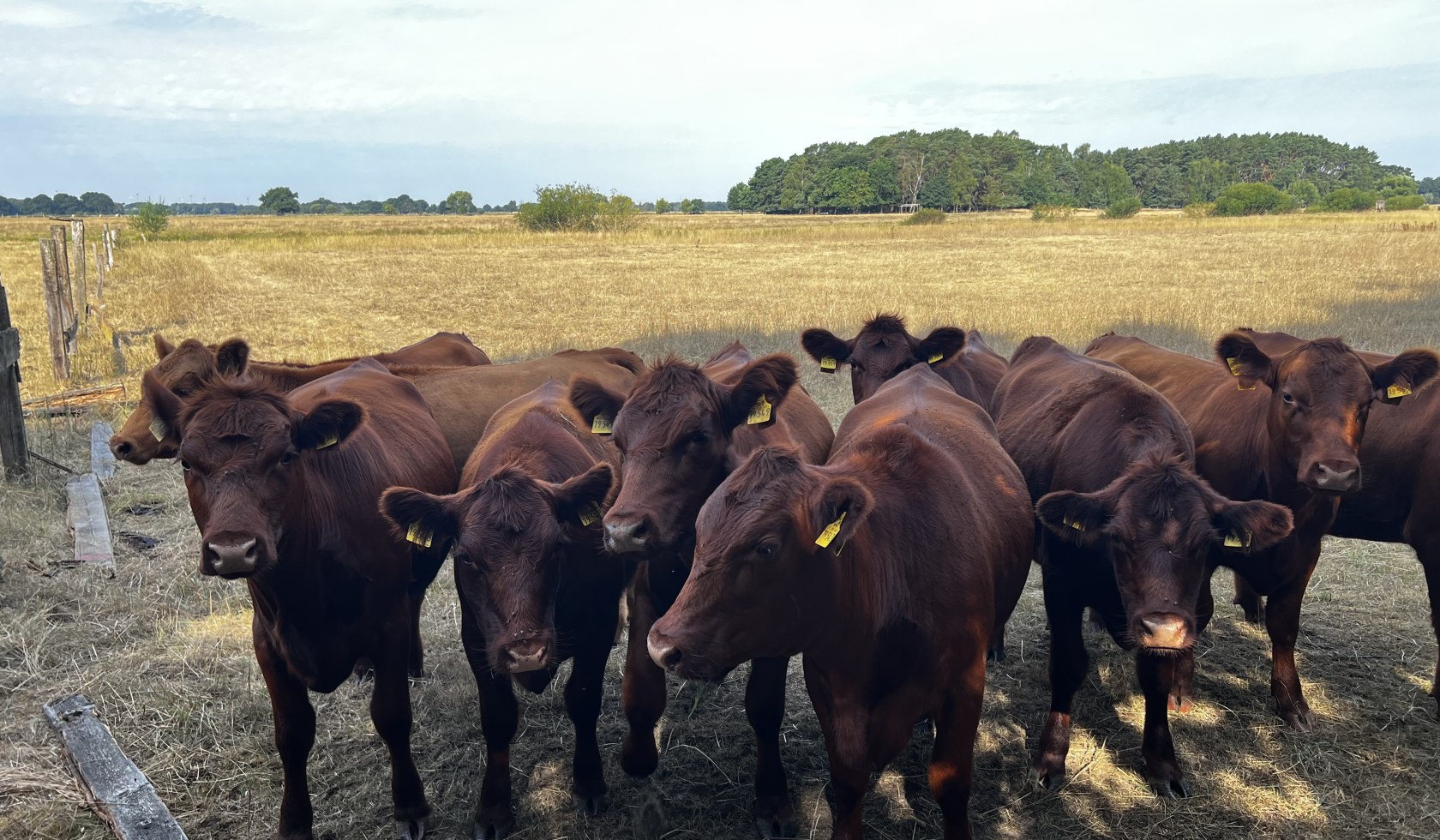 hornbostel_hutweide_rinderherde_cbysa_eb_20220804_12, © Lüneburger Heide GmbH