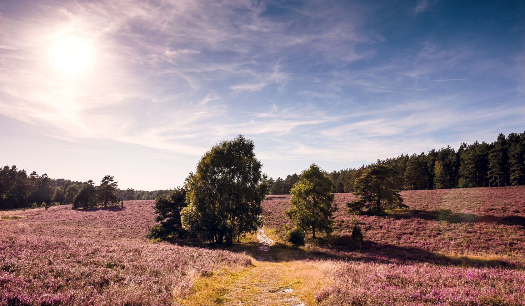 Misselhorner Heide, © Lüneburger Heide GmbH / Markus Tiemann