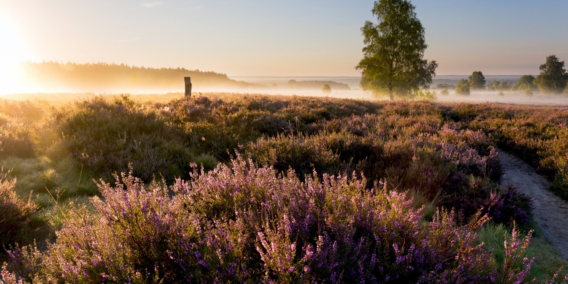 Sunrise at Wietzer Berg in the Lüneburg Heath, © Lüneburger Heide GmbH