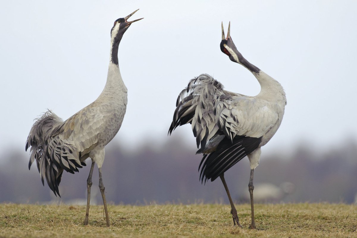 Cranes, © Willi Wolfes Cranes, © Willi Wolfes