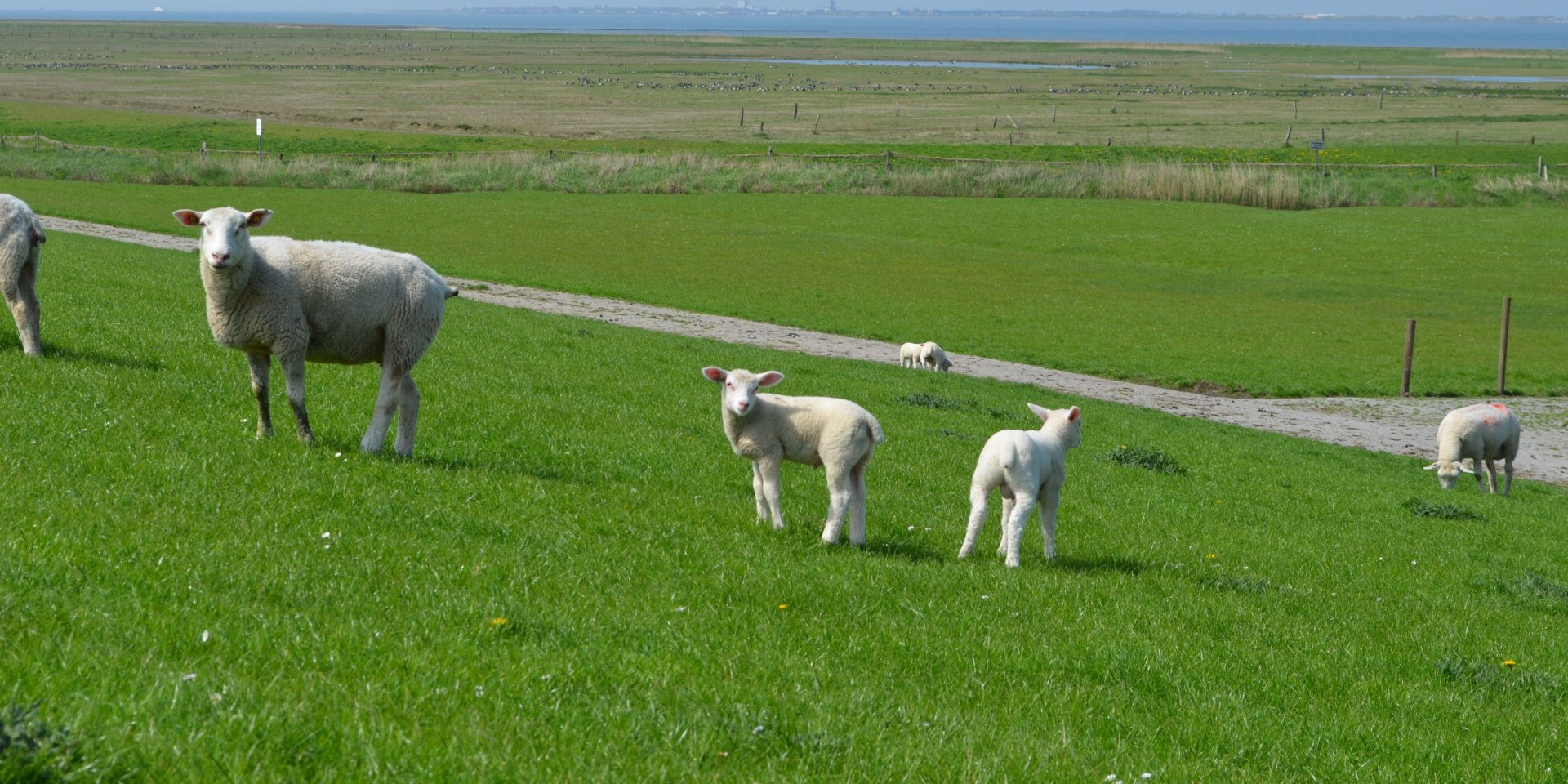 Sheep on the dike at Norden-Norddeich, © Ostfriesland Tourismus GmbH/www.ostfriesland.de