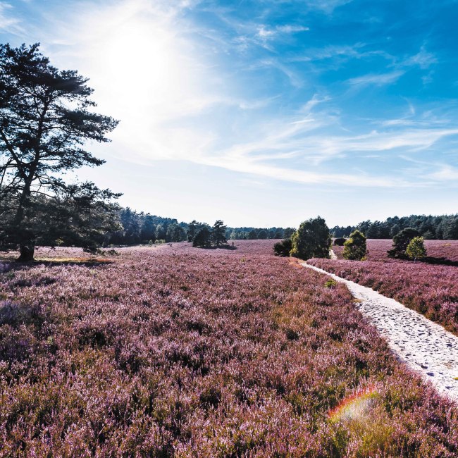 View of the Misselhorn Heath, © Lüneburger Heide GmbH