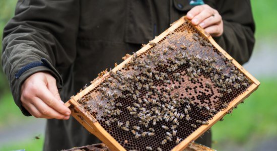 Drawer with bees and honey, © TourismusMarketing Niedersachsen GmbH 