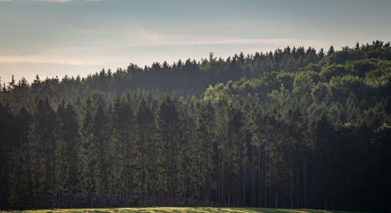 View of a forest at the deer springs Dissen