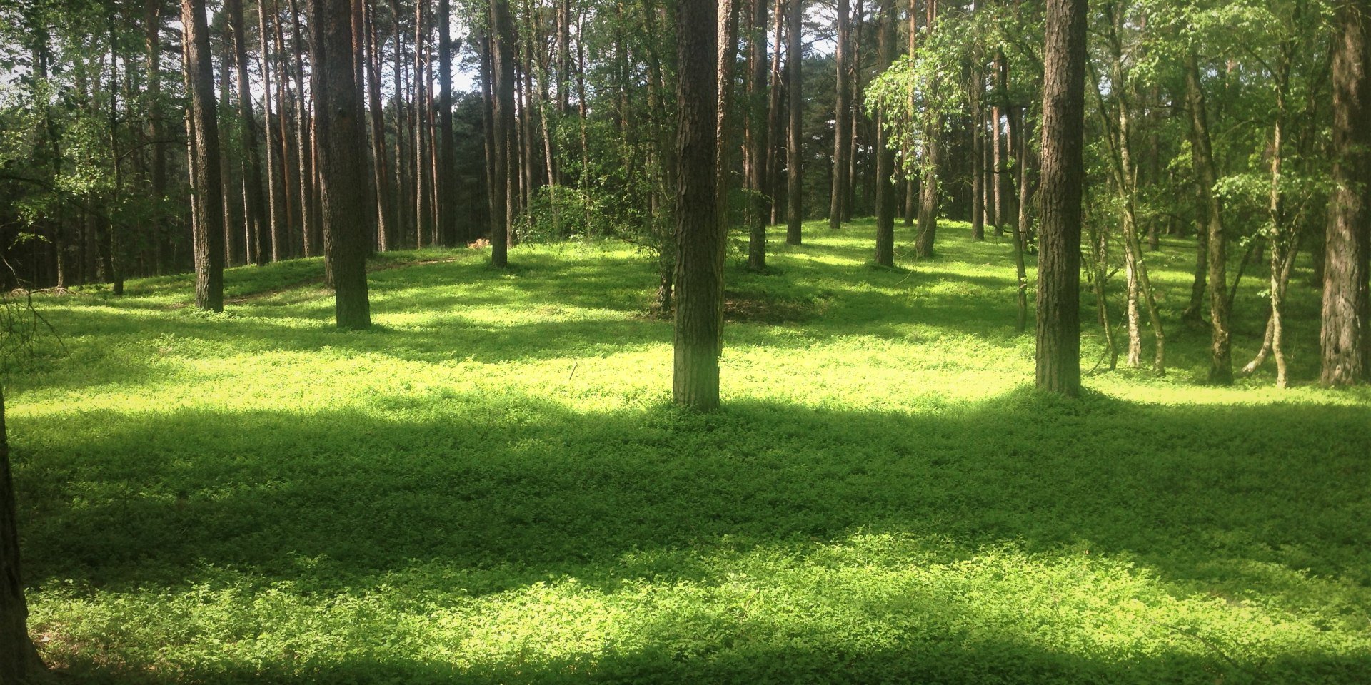 blaubeerfilz-quer, © Michael Kosinowski