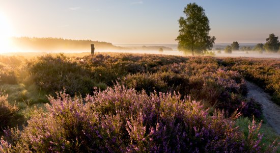 Sunrise at Wietzer Berg in the Lüneburg Heath, © Lüneburger Heide GmbH