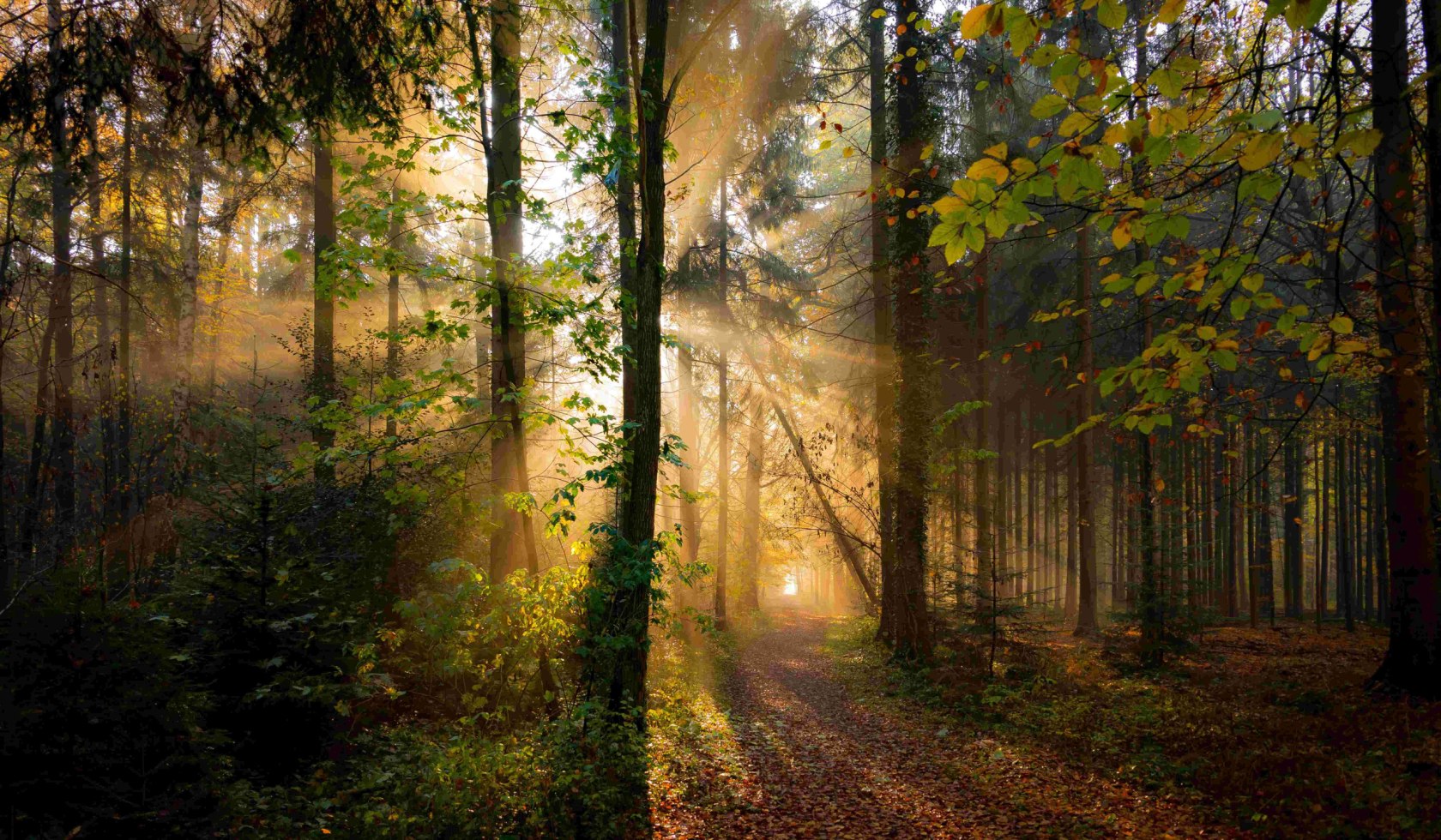 Forest, © Touristikverband Landkreis Rotenburg (Wümme) e.V. / Björn Wengler