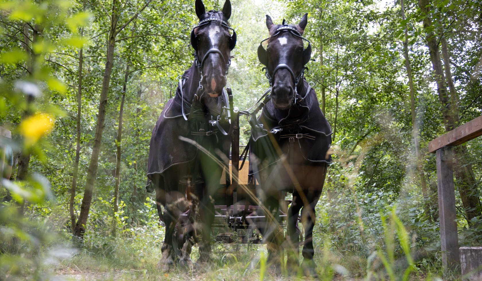 kutschfahrt_traumzeithof-wasserwelten_ccbysa_tl_20190808_51, © Lüneburger Heide GmbH