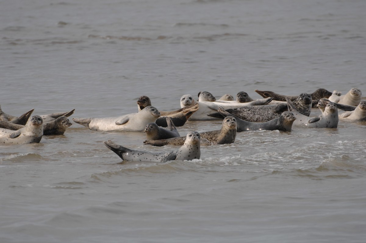 Seals in summer , © Pascal Skwara Seals in summer , © Pascal Skwara