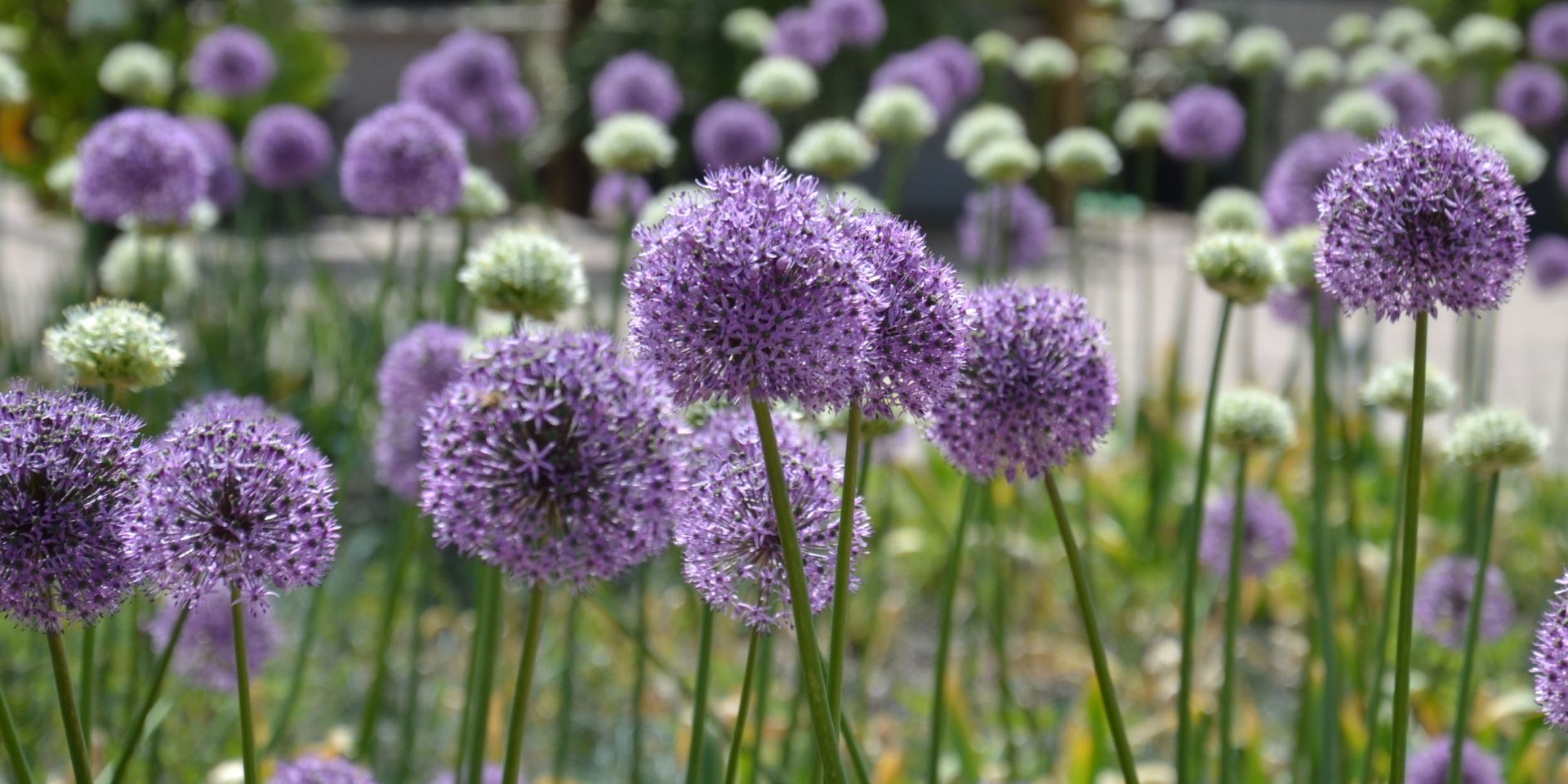 Alium, © Landesgartenschau Bad Iburg Alium, © Landesgartenschau Bad Iburg