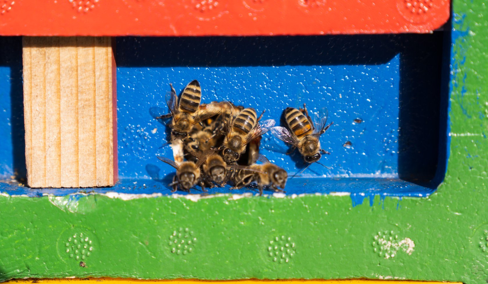 Bees in a coloured beehive in the French garden of Celle, © TourismusMarketing Niedersachsen GmbH 