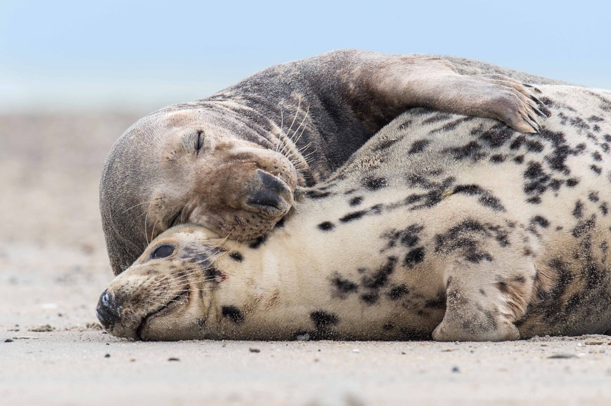 Two cuddling grey seals, © Willi Rolfes