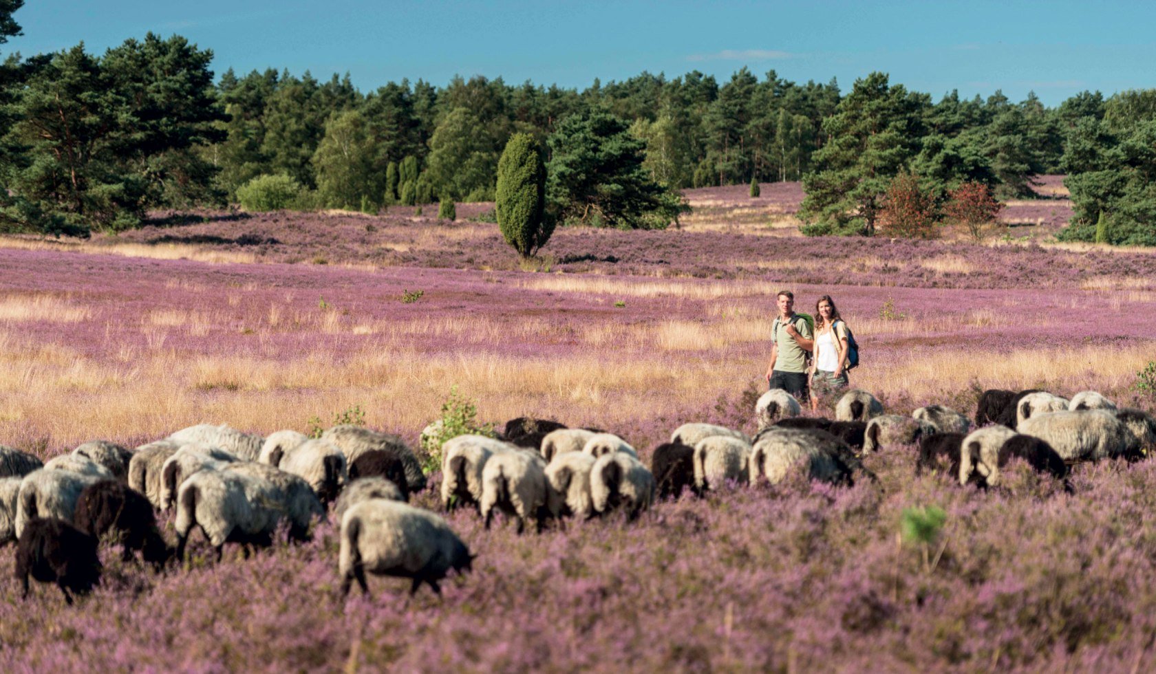 Hiking at Büsenbachtal, © Lüneburger Heide GmbH/ Dominik Ketz