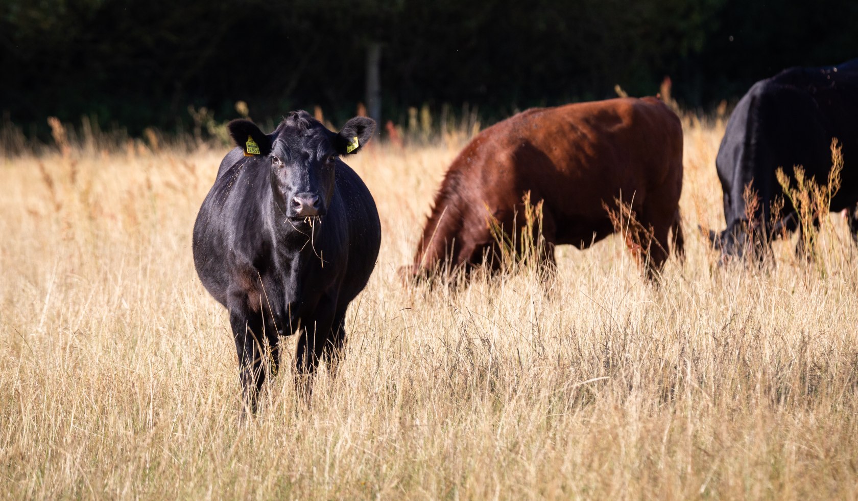 wietze_hornbosteler-hutweide-aller_20190726_38, © Lüneburger Heide GmbH