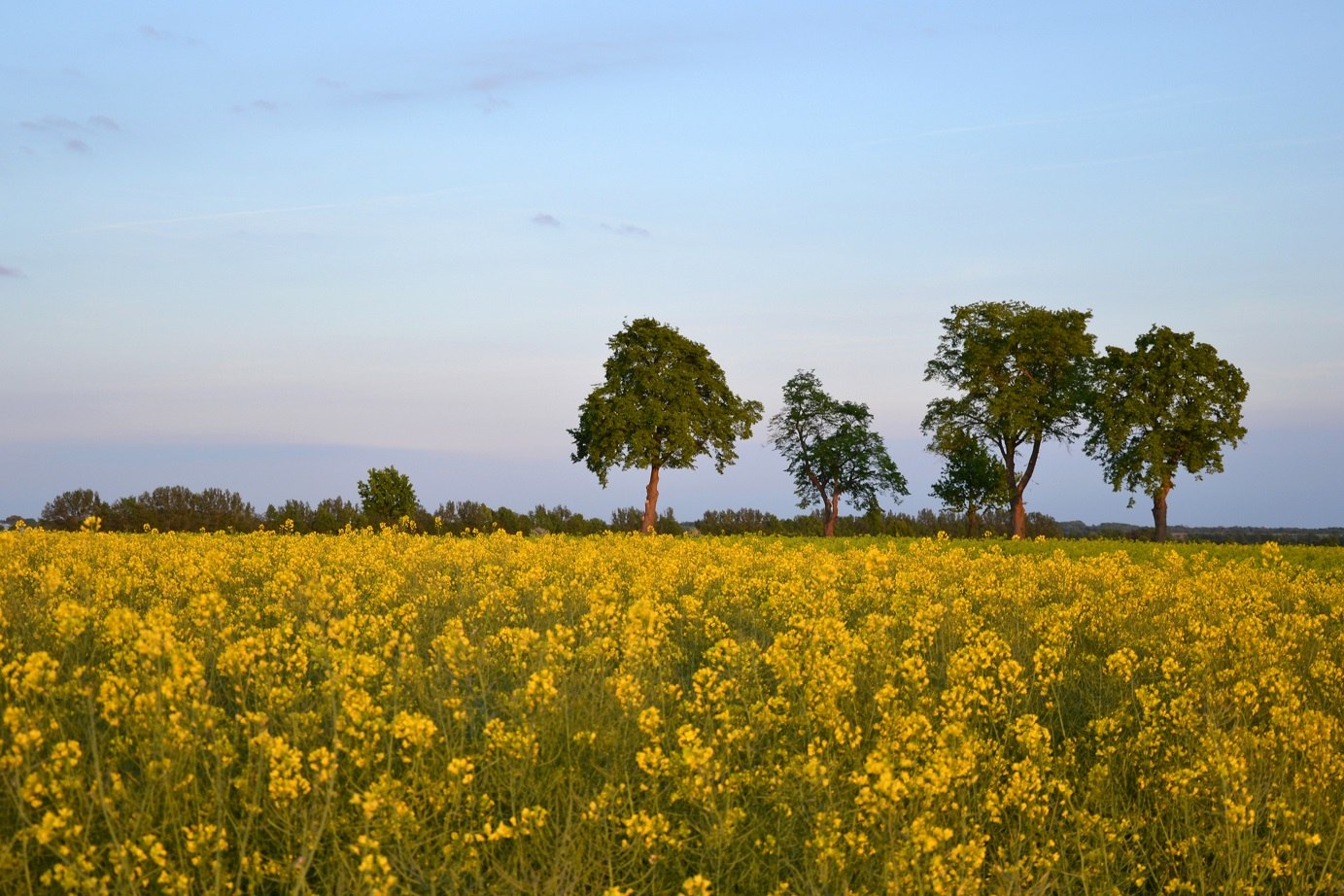 Canola Field, © Marketingbüro Wendland.Elbe