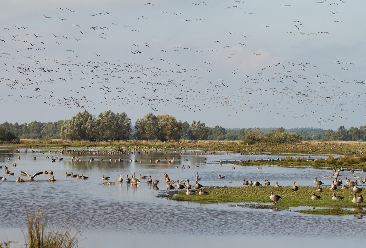 Bird migration, © Naturpark Steinhuder Meer, Region Hannover/ Bernd Wolter