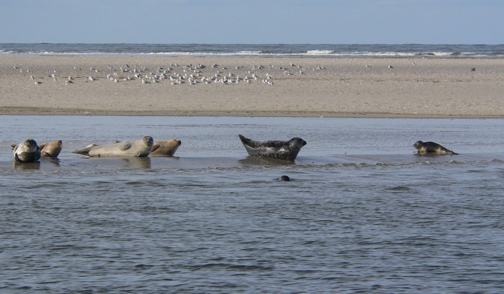 Seals at the Wadden Sea, © Nationalparkverwaltung Niedersächsisches Wattenmeer / Nationalpark-Haus Wittbülten