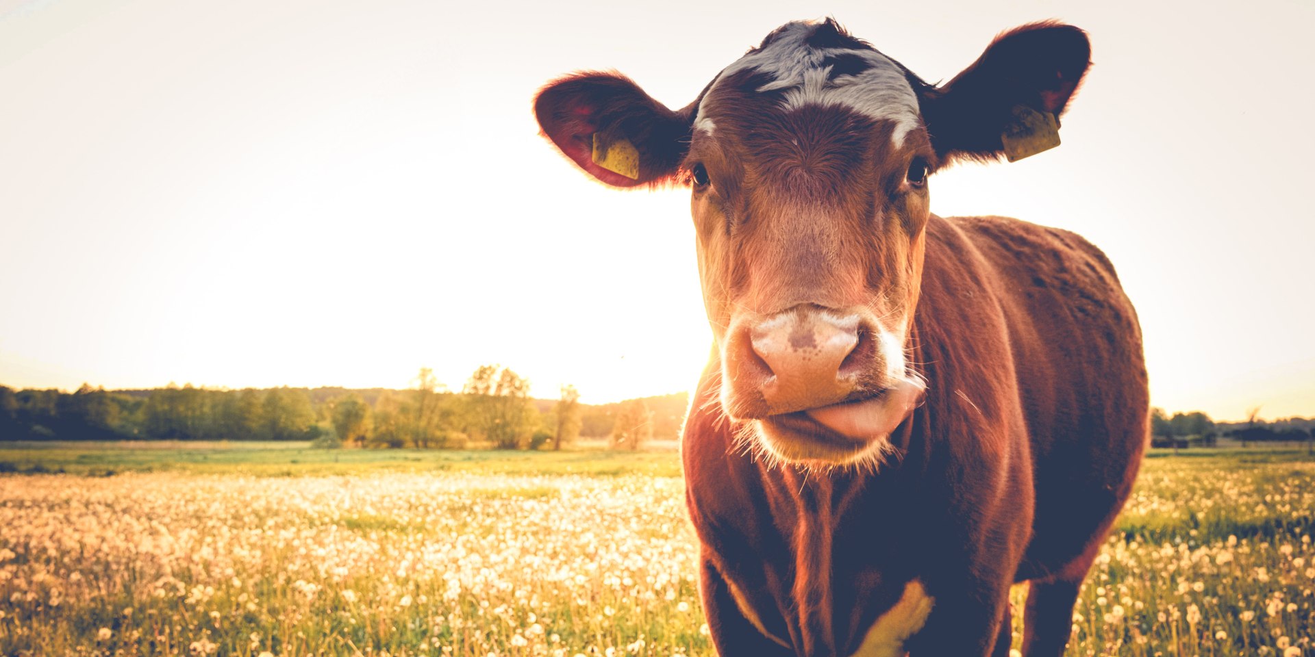 brown cow, © Fotolia ©stadelpeter - stock.adobe.com