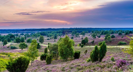 Lüneburger Heide, © Martiem Fotografie Lüneburg, Heidekreis Lüneburger Heide/ Markus Tiemann