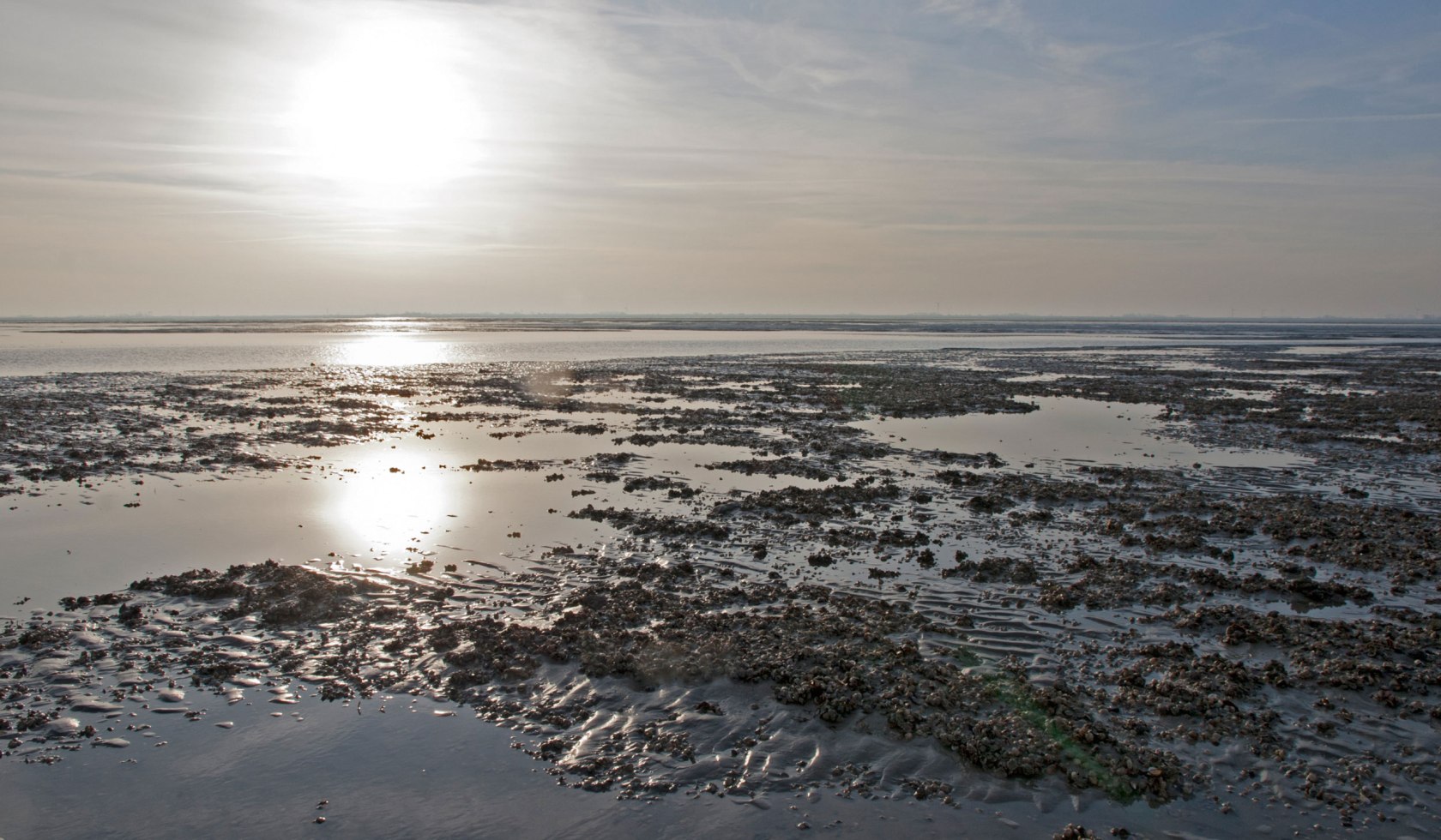 Niedersachsen Wadden Sea Germany, © Nationalparkverwaltung Niedersächsisches Wattenmeer / Norbert Hecker