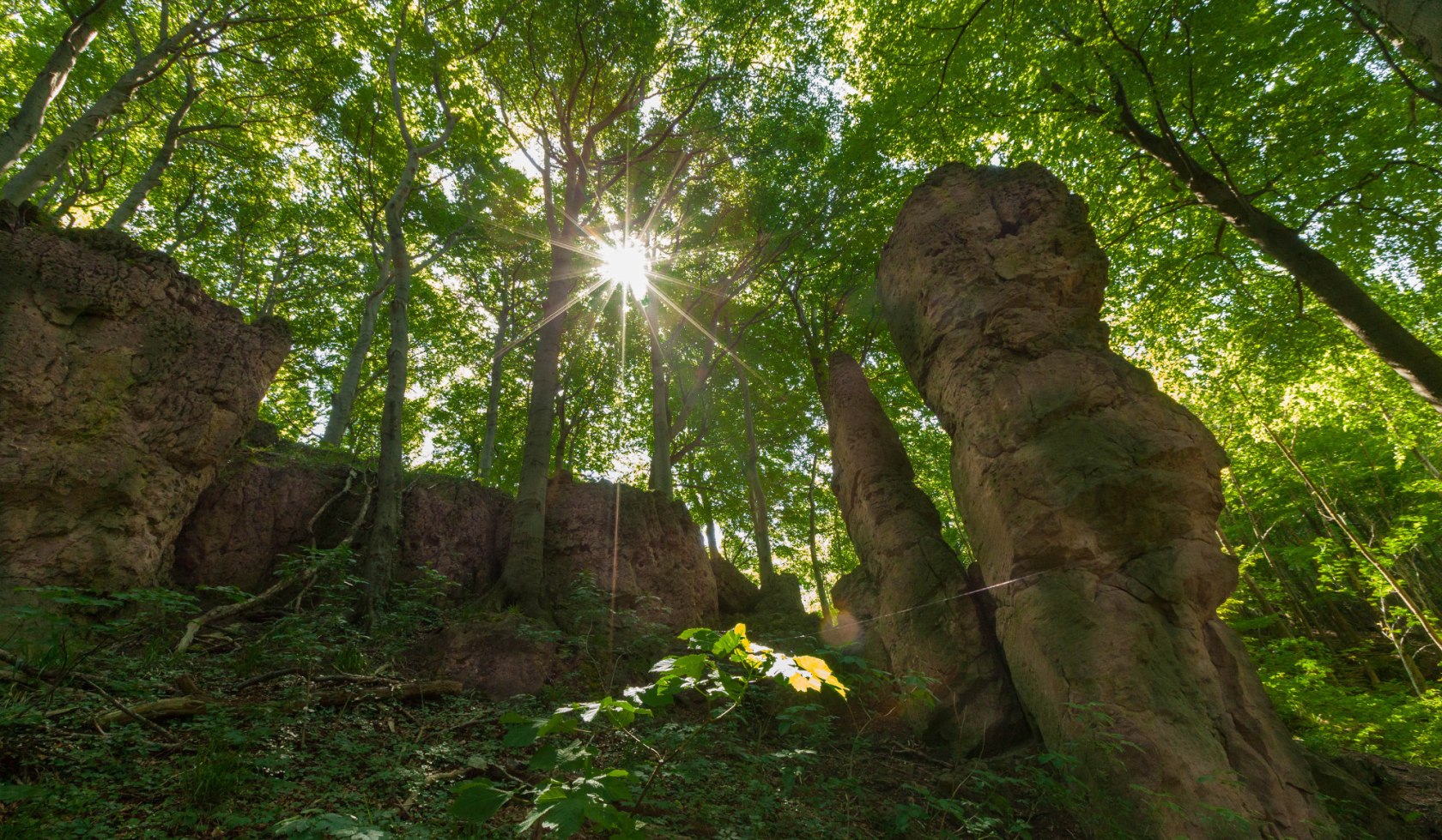 Wald am Ith-Hils-Weg, © TMN / Markus Balkow