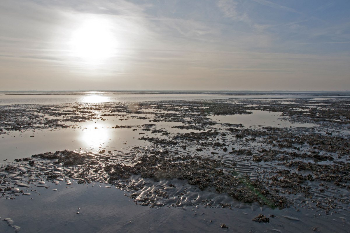 Niedersachsen Wadden Sea Germany, © Nationalparkverwaltung Niedersächsisches Wattenmeer / Norbert Hecker Niedersachsen Wadden Sea Germany, © Nationalparkverwaltung Niedersächsisches Wattenmeer / Norbert Hecker