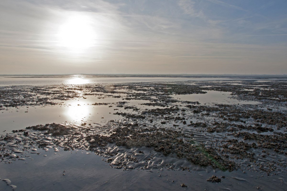 Niedersachsen Wadden Sea Germany, © Nationalparkverwaltung Niedersächsisches Wattenmeer / Norbert Hecker