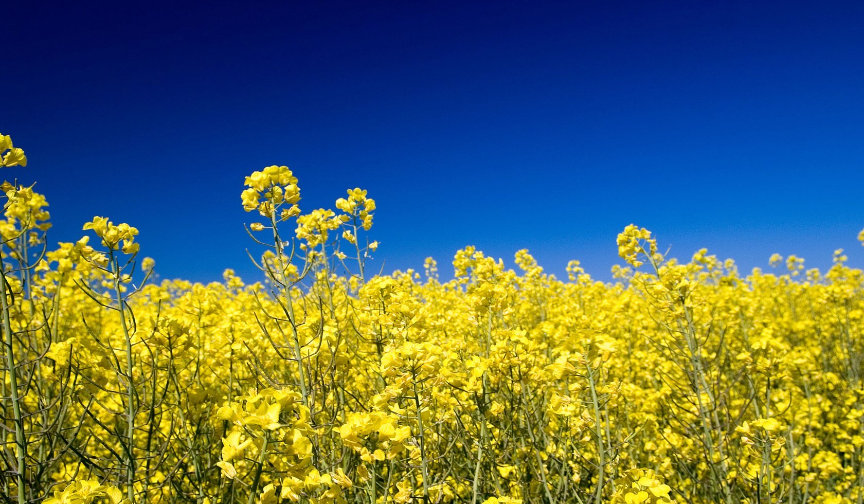 Yellow shining Canola Field, © Naturpark Elm-Lappwald / Ulrich Scheithauer