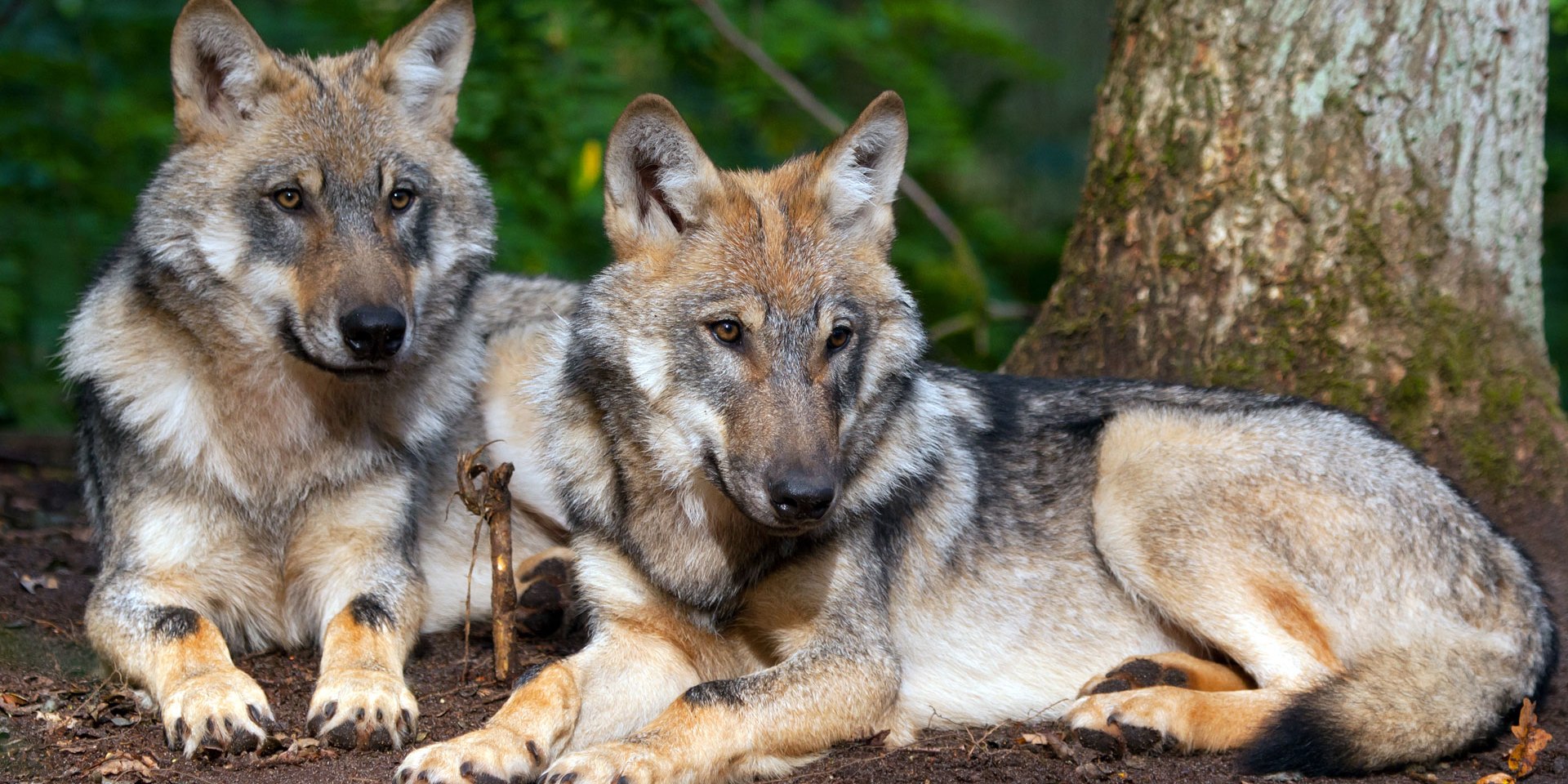 two wolves in Wolfcenter Dörverden, © www.wolfcenter.de