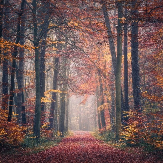 autumn forest, © Kai Hornung