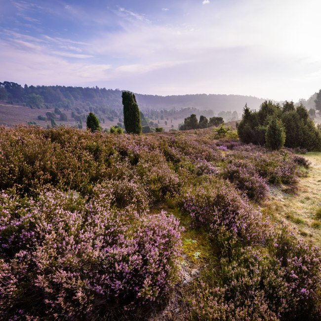 Totengrund in the morning, © Lüneburger Heide GmbH/ Markus Tiemann