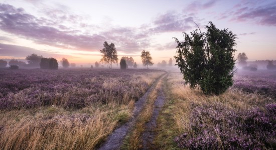 Sunrise in the blooming Schmarbecker Heide, © Lüneburger Heide GmbH / Markus Tiemann