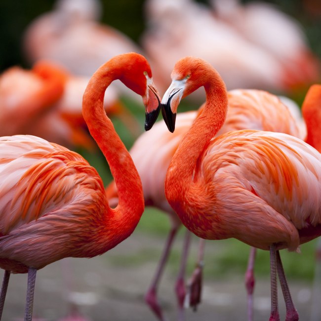 Kubaflamingo, © Weltvogelpark Walsrode