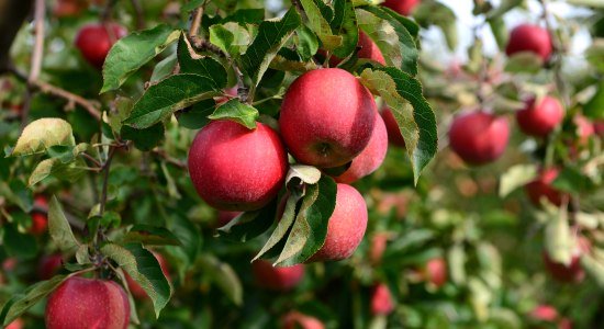 Apple Tree, © Tourismusverband LK Stade/Elbe e.V. / Martin Elsen