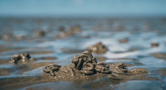 lugworm, © www.plusonline.nl/ga-mee-op-reis