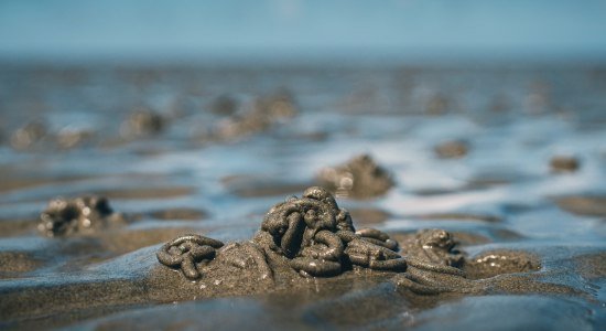 lugworm, © www.plusonline.nl/ga-mee-op-reis