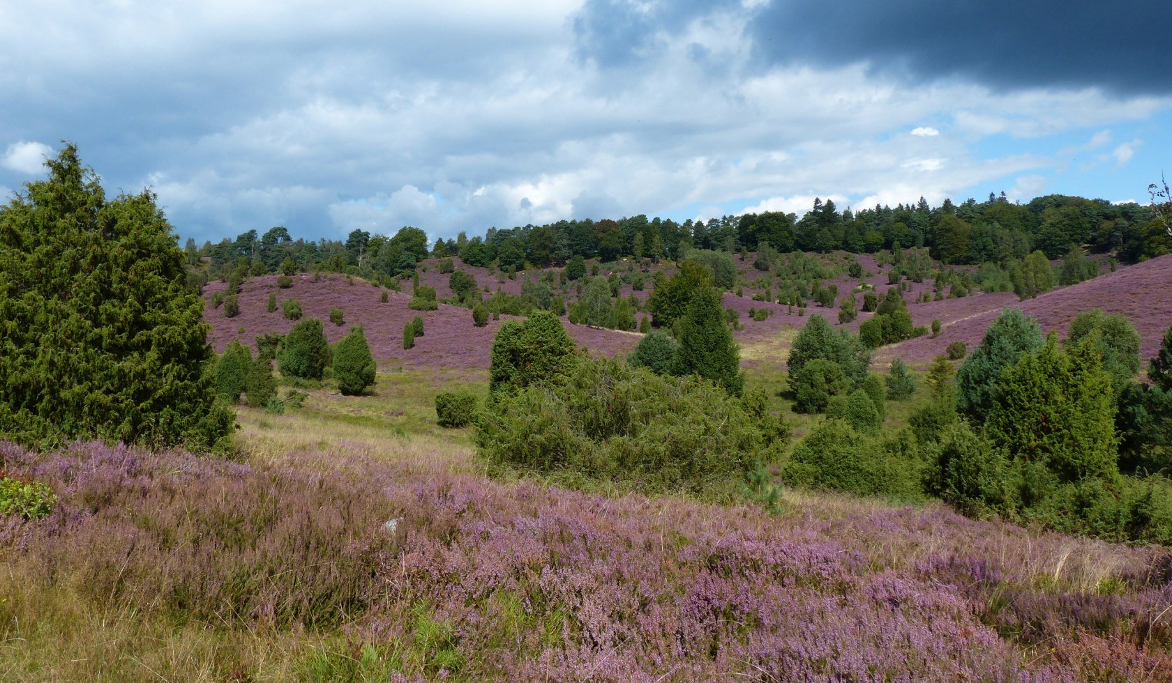 heath landscape, © Naturpark Lüneburger Heide