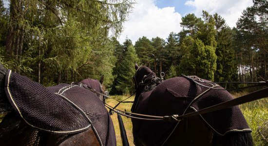 kutschfahrt_traumzeithof-wasserwelten_ccbysa_tl_20190808_28, © Lüneburger Heide GmbH