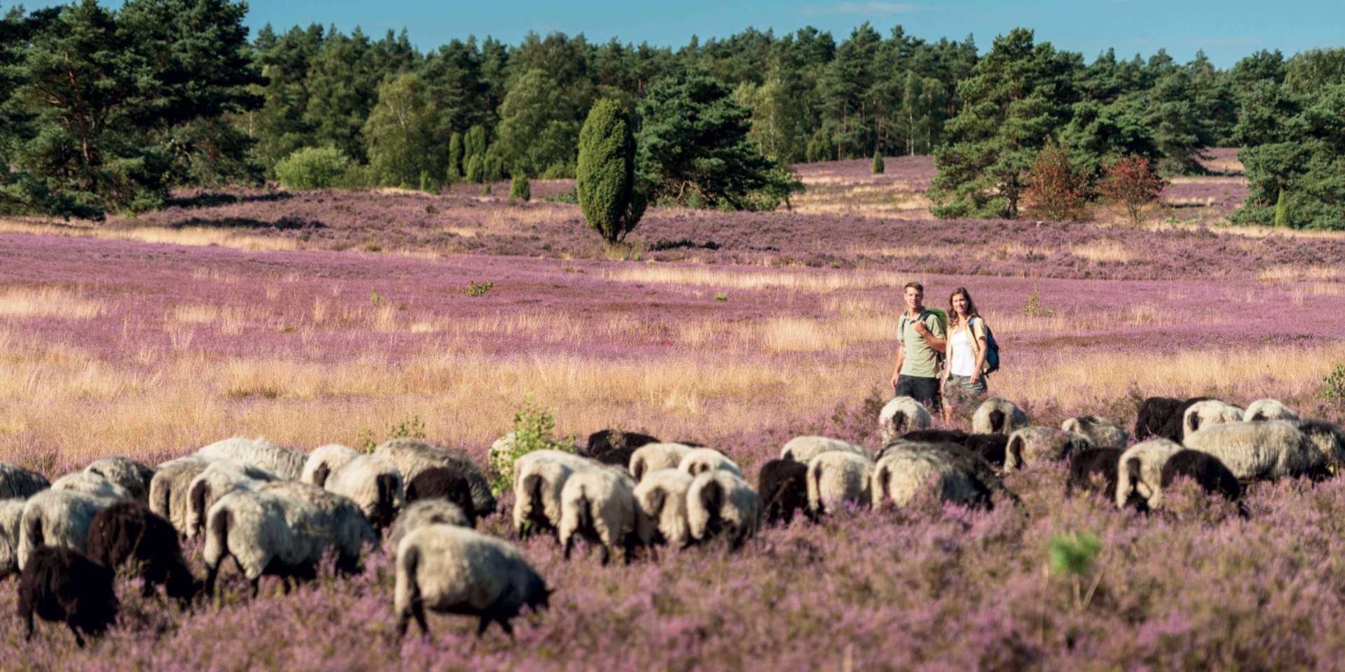 Hiking at Büsenbachtal, © Lüneburger Heide GmbH/ Dominik Ketz