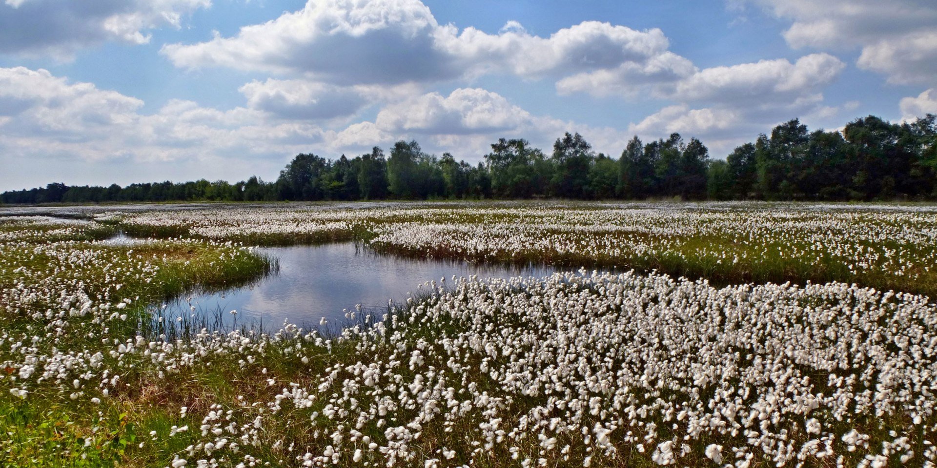 View over cottongrass blossom in the moor, © Ostfriesland Tourismus GmbH/ www.ostfriesland.de