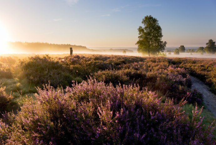 Sunrise at Wietzer Berg in the Lüneburg Heath, © Lüneburger Heide GmbH