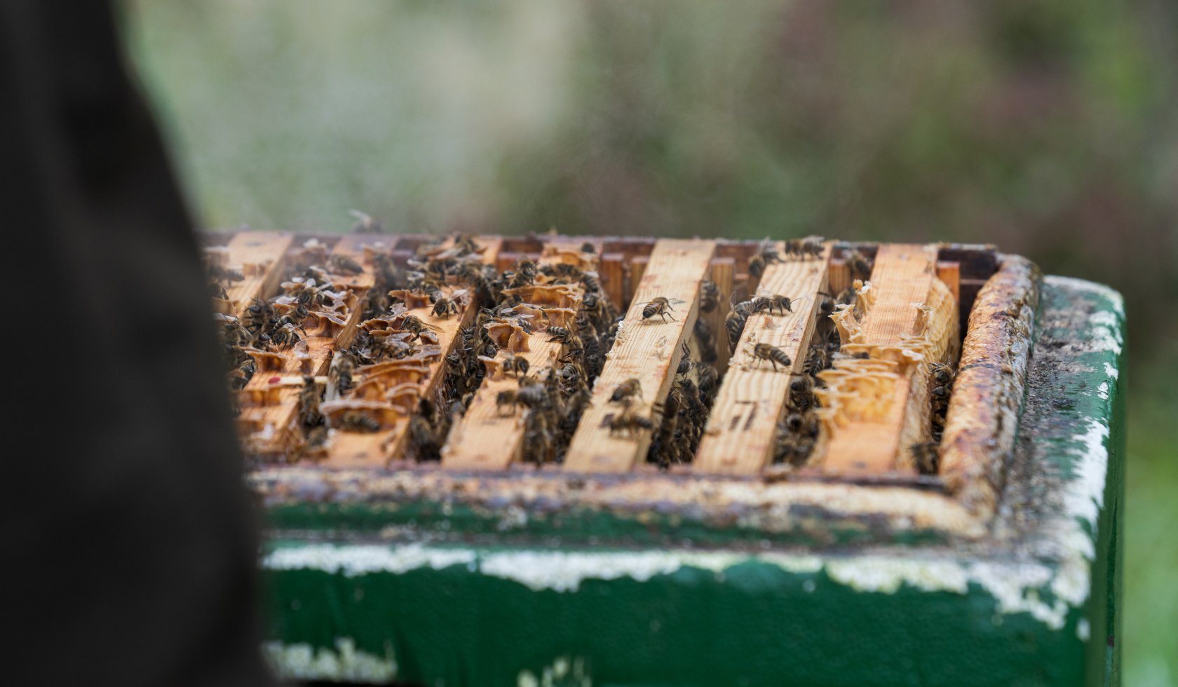 Drawers in the beehive, © TourismusMarketing Niedersachsen GmbH 