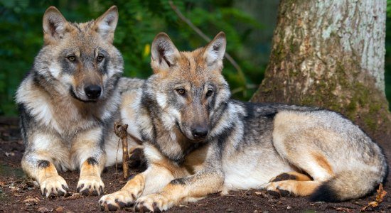 two wolves in Wolfcenter Dörverden, © www.wolfcenter.de