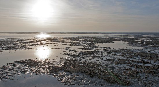 Niedersachsen Wadden Sea Germany, © Nationalparkverwaltung Niedersächsisches Wattenmeer / Norbert Hecker