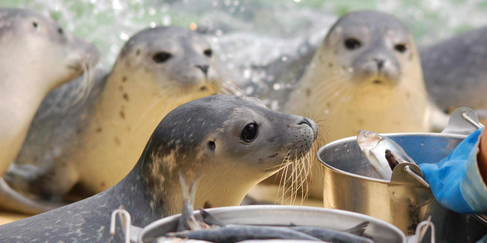 Seals during feeding, © Seehundstation Norddeich