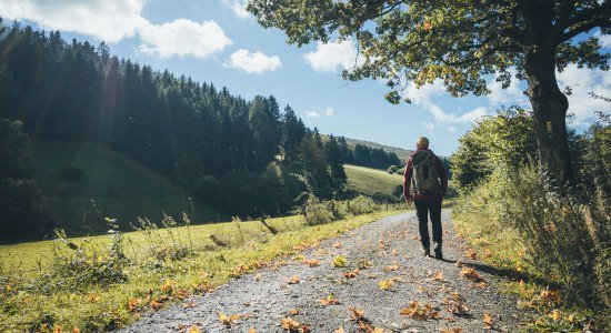 Hiking in Hellental in the Nature Park Solling-Vogler, © TourismusMarketing Niedersachsen GmbH/ Hannes Becker