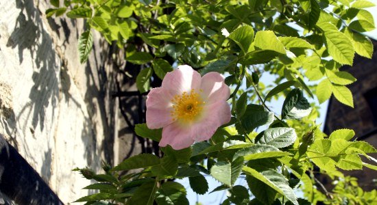 The Thousand-year Rose, © Hildesheim Marketing GmbH