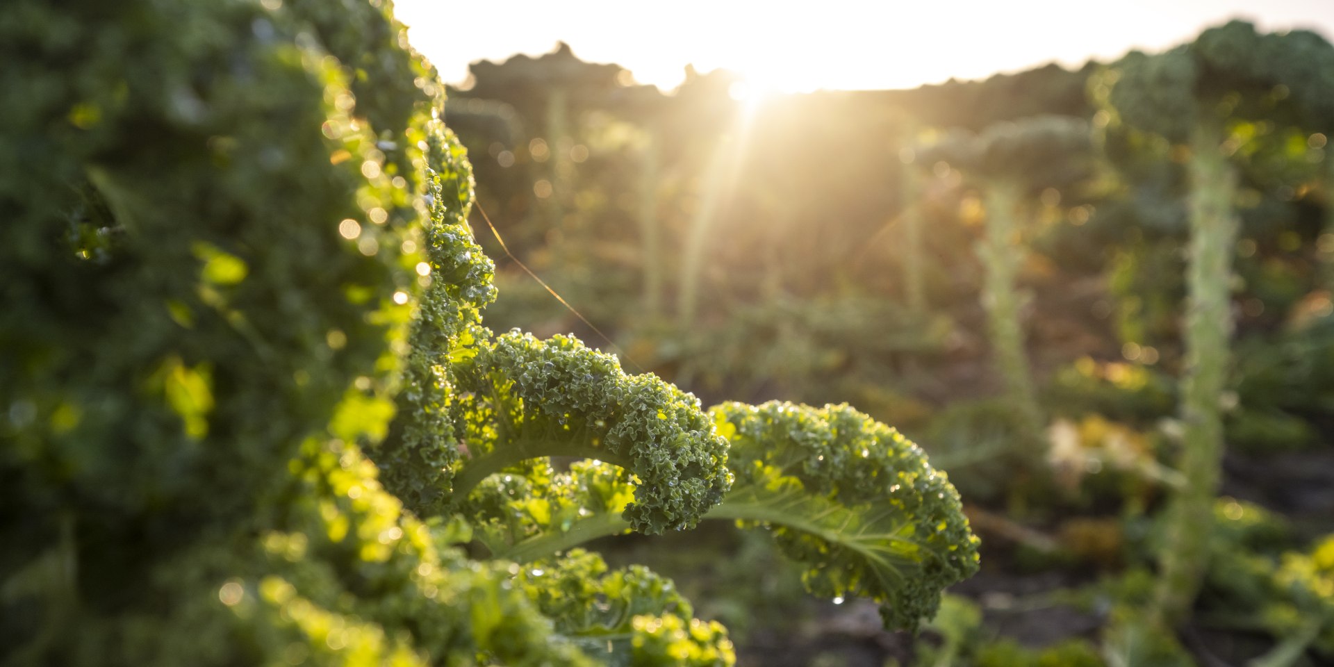 Kale in the sunlight, © TourismusMarketing Niedersachsen GmbH